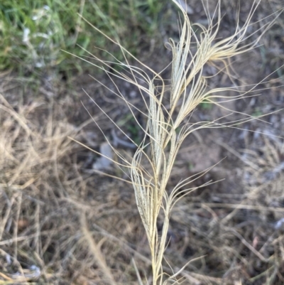 Anthosachne scabra (Common Wheat-grass) at Hughes, ACT - 15 Nov 2020 by KL