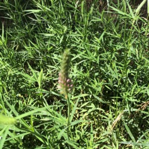 Trifolium angustifolium at Garran, ACT - 14 Nov 2020