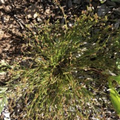 Juncus bufonius (Toad Rush) at Garran, ACT - 13 Nov 2020 by ruthkerruish