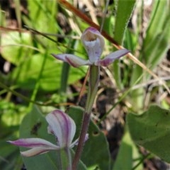 Caladenia alpina (Mountain Caps) at Cotter River, ACT - 14 Nov 2020 by JohnBundock