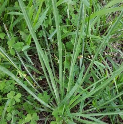 Tragopogon sp. (A Goatsbeard) at Bass Gardens Park, Griffith - 15 Nov 2020 by SRoss