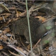 Isoodon obesulus obesulus (Southern Brown Bandicoot) at Paddys River, ACT - 15 Nov 2020 by Ct1000