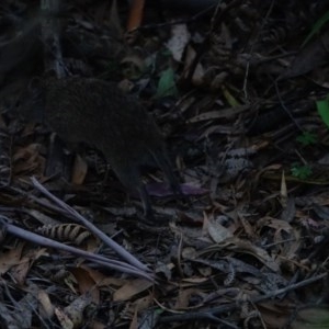 Isoodon obesulus obesulus at Paddys River, ACT - 15 Nov 2020