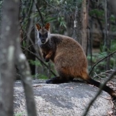 Petrogale penicillata (Brush-tailed Rock Wallaby) at Paddys River, ACT - 15 Nov 2020 by Ct1000