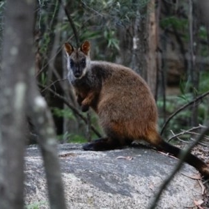 Petrogale penicillata at Paddys River, ACT - suppressed