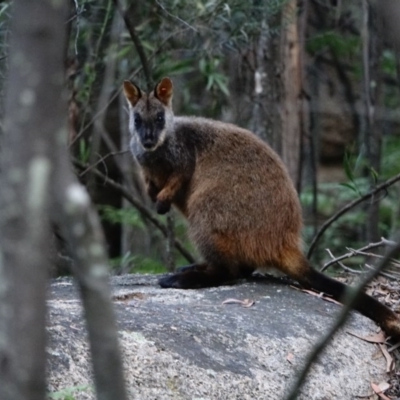 Petrogale penicillata (Brush-tailed Rock Wallaby) at Paddys River, ACT - 14 Nov 2020 by Ct1000