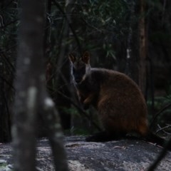 Petrogale penicillata at Paddys River, ACT - suppressed