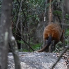 Petrogale penicillata at Paddys River, ACT - suppressed