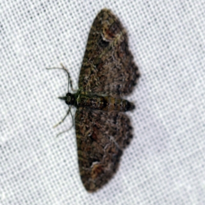 Chloroclystis filata (Filata Moth, Australian Pug Moth) at Forde, ACT - 6 Nov 2020 by ibaird