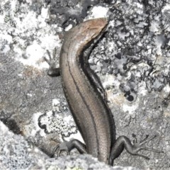 Pseudemoia entrecasteauxii (Woodland Tussock-skink) at Cotter River, ACT - 15 Nov 2020 by JohnBundock