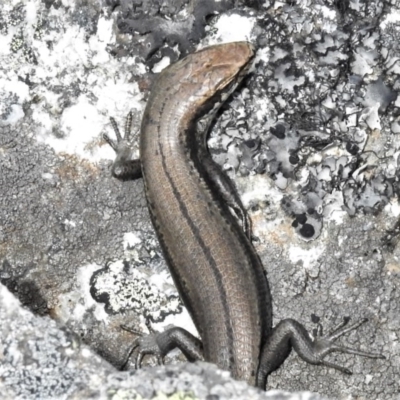 Pseudemoia entrecasteauxii (Woodland Tussock-skink) at Bimberi Nature Reserve - 15 Nov 2020 by JohnBundock