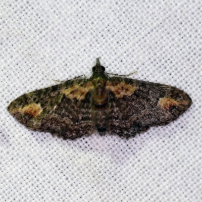 Chloroclystis pallidiplaga (White-shouldered Pug Moth) at Forde, ACT - 6 Nov 2020 by ibaird