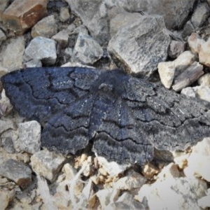 Melanodes anthracitaria at Cotter River, ACT - 15 Nov 2020