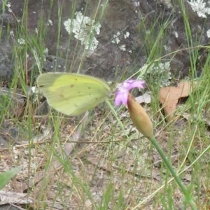 Eurema smilax at Cotter River, ACT - 15 Nov 2020 12:43 PM