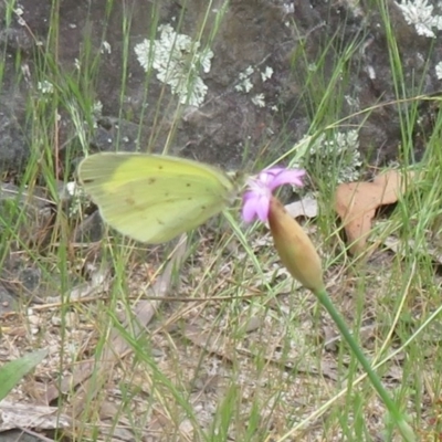 Eurema smilax (Small Grass-yellow) at Cotter River, ACT - 15 Nov 2020 by Christine