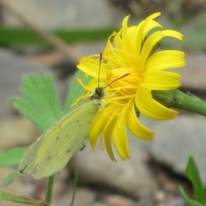 Eurema smilax at Cotter River, ACT - 15 Nov 2020 12:43 PM