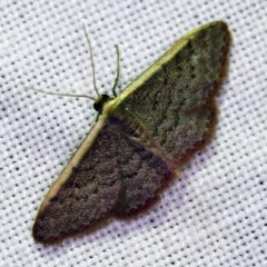 Idaea costaria (White-edged Wave) at Forde, ACT - 6 Nov 2020 by ibaird