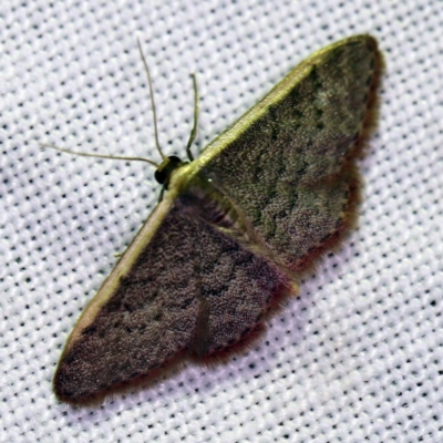Idaea costaria (White-edged Wave) at Forde, ACT - 6 Nov 2020 by ibaird