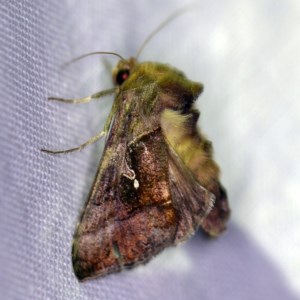 Chrysodeixis subsidens at Forde, ACT - 6 Nov 2020