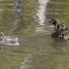 Tachybaptus novaehollandiae (Australasian Grebe) at City Renewal Authority Area - 13 Nov 2020 by JackyF