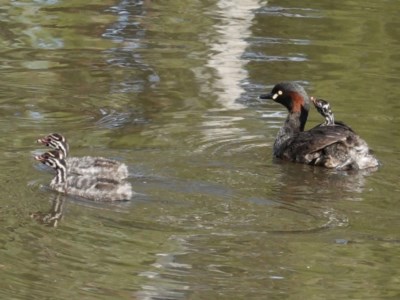 Tachybaptus novaehollandiae (Australasian Grebe) at Lyneham Wetland - 13 Nov 2020 by JackyF