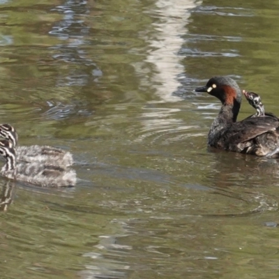 Tachybaptus novaehollandiae (Australasian Grebe) at Lyneham Wetland - 13 Nov 2020 by JackyF