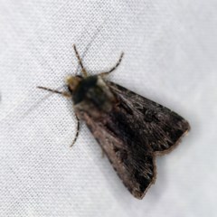 Agrotis munda (Brown Cutworm) at Forde, ACT - 6 Nov 2020 by ibaird