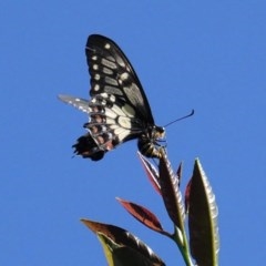 Papilio anactus (Dainty Swallowtail) at Hughes, ACT - 14 Nov 2020 by JackyF