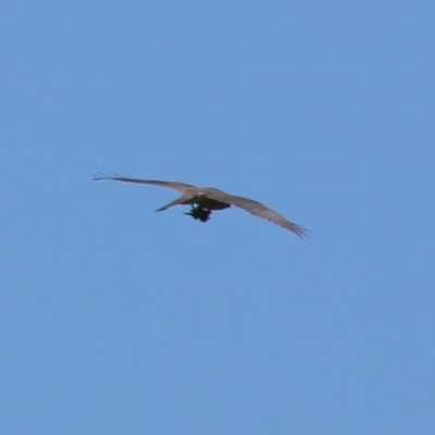 Accipiter fasciatus (Brown Goshawk) at Budawang, NSW - 15 Nov 2020 by LisaH