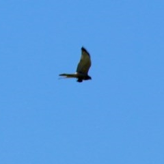 Accipiter fasciatus at Budawang, NSW - 15 Nov 2020