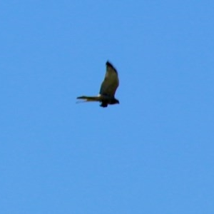 Accipiter fasciatus at Budawang, NSW - 15 Nov 2020