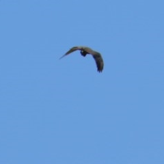 Accipiter fasciatus at Budawang, NSW - 15 Nov 2020