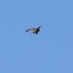 Accipiter fasciatus at Budawang, NSW - 15 Nov 2020