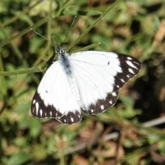 Belenois java (Caper White) at Hughes, ACT - 14 Nov 2020 by JackyF