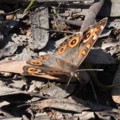 Junonia villida (Meadow Argus) at Hughes, ACT - 14 Nov 2020 by JackyF