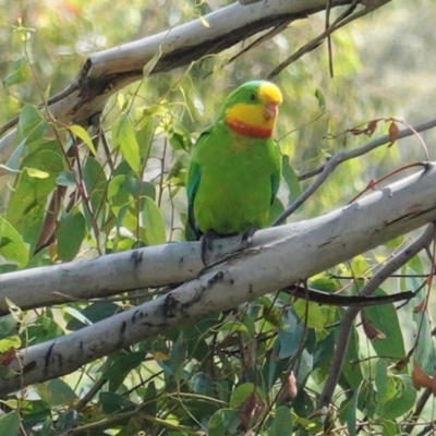 Polytelis swainsonii (Superb Parrot) at Hughes, ACT - 14 Nov 2020 by JackyF