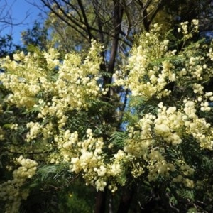 Acacia mearnsii at Hughes, ACT - 14 Nov 2020