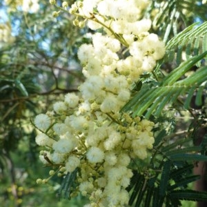 Acacia mearnsii at Hughes, ACT - 14 Nov 2020