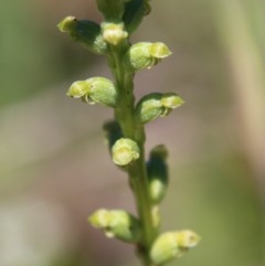 Microtis sp. (Onion Orchid) at Budawang, NSW - 15 Nov 2020 by LisaH