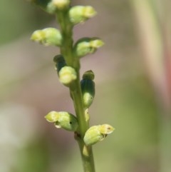 Microtis sp. at Budawang, NSW - suppressed