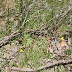 Microtis sp. at Budawang, NSW - suppressed