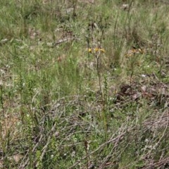 Microtis sp. at Budawang, NSW - suppressed