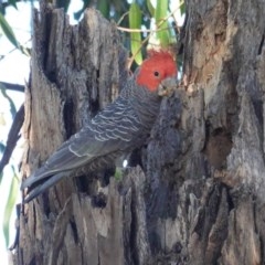 Callocephalon fimbriatum (Gang-gang Cockatoo) at Hughes, ACT - 14 Nov 2020 by JackyF