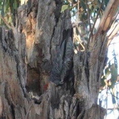 Callocephalon fimbriatum at Hughes, ACT - suppressed