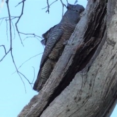 Callocephalon fimbriatum at Hughes, ACT - suppressed