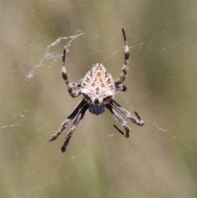 Backobourkia heroine (Heroic Orb-weaver) at Mongarlowe River - 15 Nov 2020 by LisaH