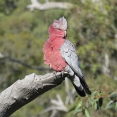 Eolophus roseicapilla (Galah) at GG38 - 15 Nov 2020 by JackyF