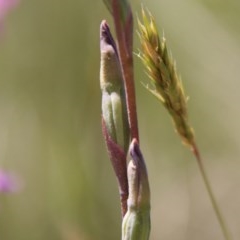 Thelymitra sp. (A Sun Orchid) at Mongarlowe, NSW - 15 Nov 2020 by LisaH