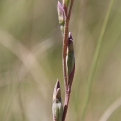 Thelymitra sp. at Mongarlowe, NSW - suppressed