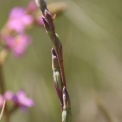 Thelymitra sp. at Mongarlowe, NSW - suppressed